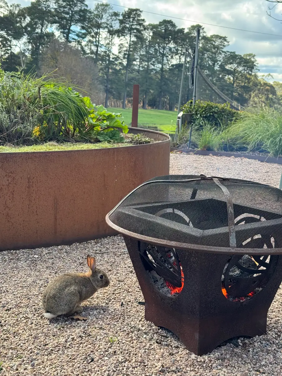 A wild rabbit beside the fire pit at Ondeen Farm